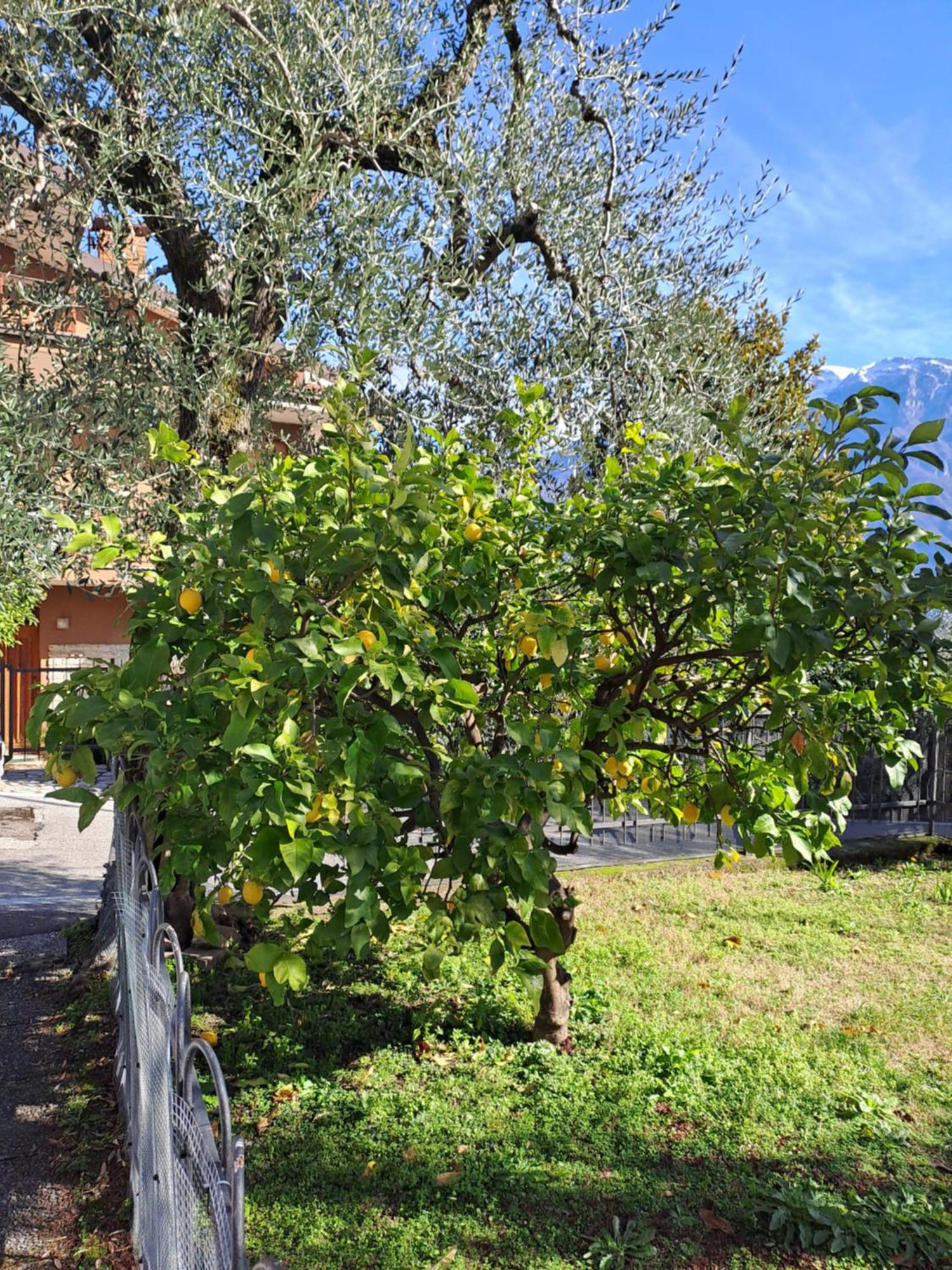 Oma Margareta Apartment Limone sul Garda Εξωτερικό φωτογραφία