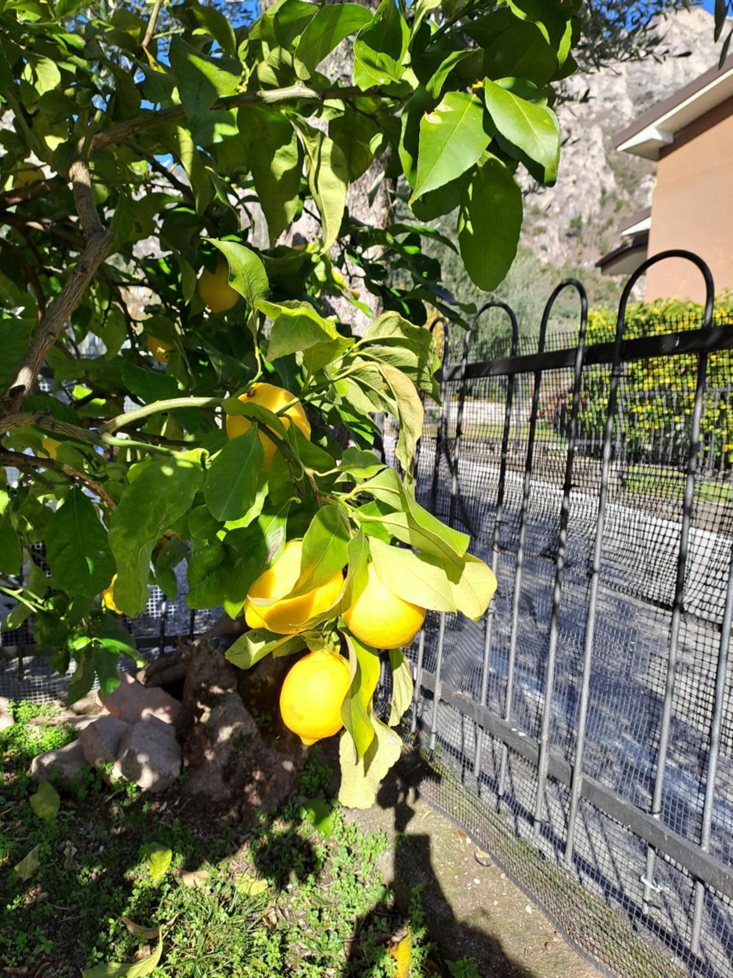 Oma Margareta Apartment Limone sul Garda Εξωτερικό φωτογραφία