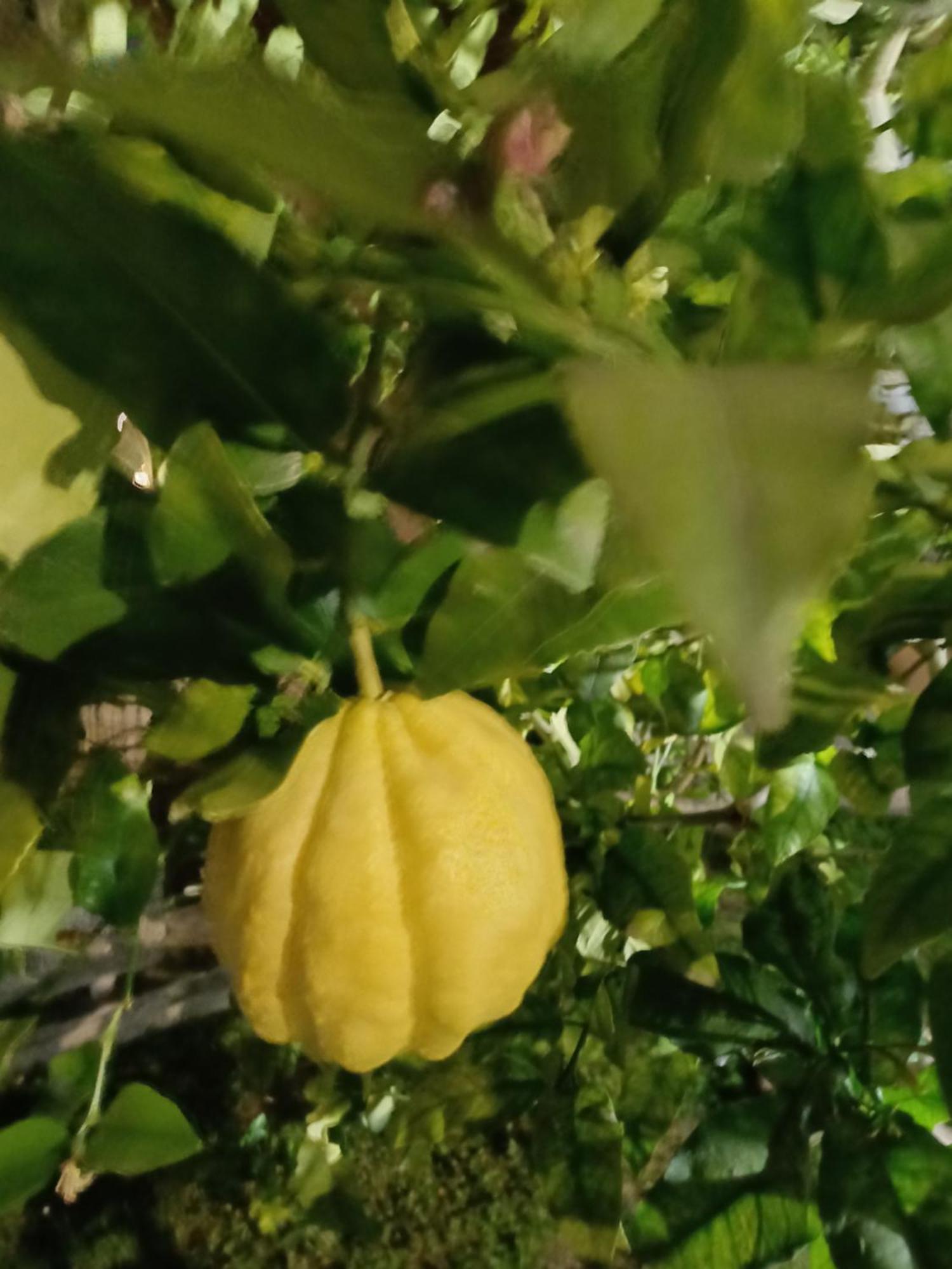 Oma Margareta Apartment Limone sul Garda Εξωτερικό φωτογραφία